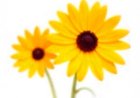 10 Best Flowers for Making Natural Beauty Products at Home