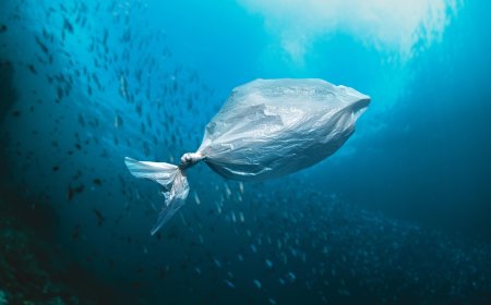 What Happens to Biodegradable Bags in the Ocean? Surprising Answers