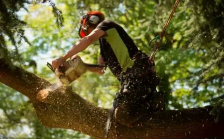 Tree Removal: A Complete Guide to Safe and Professional Tree Removal