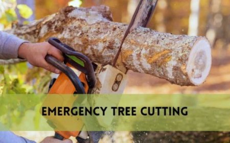 Tree Removal: Everything You Need to Know Before Cutting Down a Tree