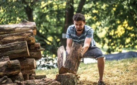 Tree Removal: A Complete Guide for Homeowners