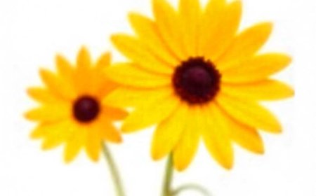 10 Best Flowers for Making Natural Beauty Products at Home